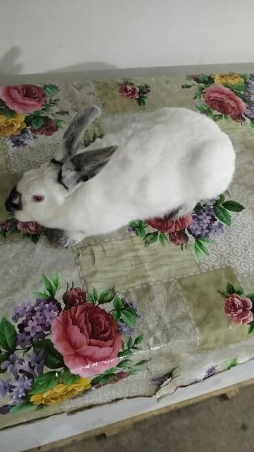 velikan dovşanlar: Kaliforniya dovşanlar Bir erkek Bir dişi tam saqlam heyvanlardı cüt — 3