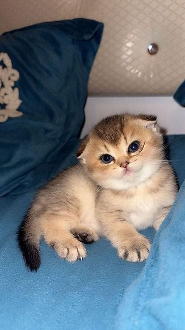 tuklu pisikler: Britan, Erkək, Dişi, Yaxşı əllərə, Ünvandan götürmə, Ödənişli çatdırılma — 4