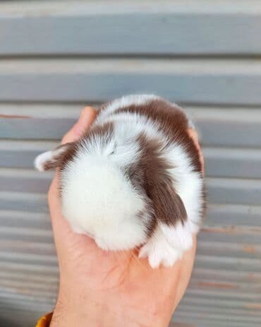 dovşan yemi: Dovsanlar mini lop cinsidi Holland lop mavi goz colkali bala — 2
