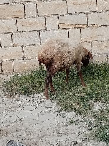 erkek pişik adları: 2 dənə qoyun biri 160 manat — 5