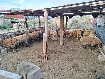 induşka qiyməti: Qurbanlığ quzlar var hər çəkdə hər qiymədə qiymətlər 300 dən 400kimi — 2