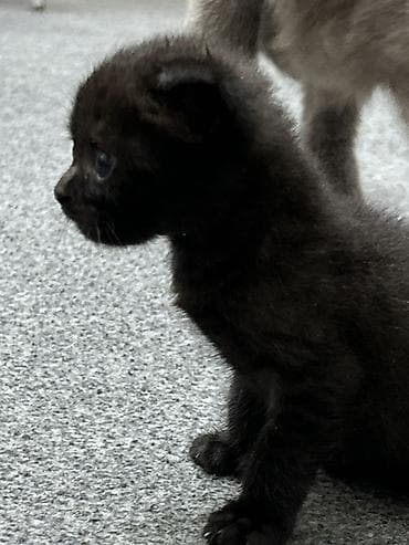 Кошки: Шотландская, Самка, В добрые руки, Самовывоз, Платная доставка — 2