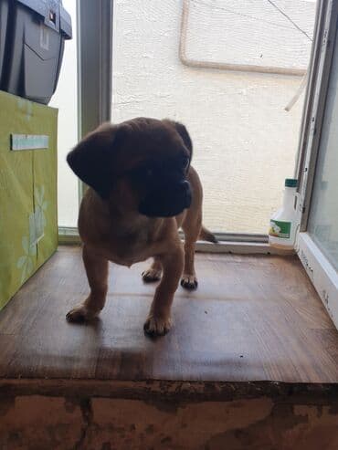 ucuz ev itləri: Balaca ölçülü ev iti – qısa tüklü, qum rəngli, qara burunlu. Kompakt — 7