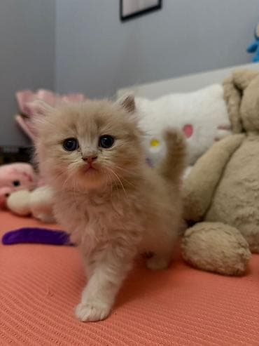 Məhsul: Ev pişiyi (yavru və yetkin) - Növlər: - Şirin, tüklü