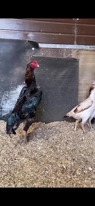 Digər heyvanlar: Toyuq, Damazlıq — 5