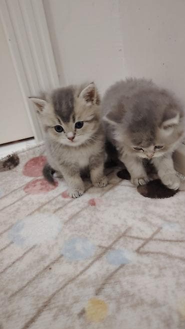 Gəmiricilər: Britan — 1