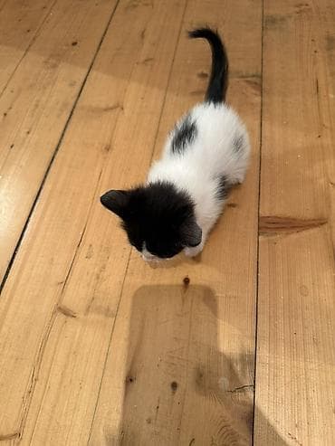 pisi: Erkək, Dişi, Yaxşı əllərə — 5