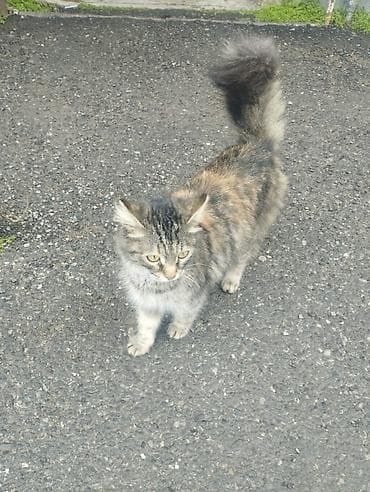 Ev pişiyidir sahiblendirilir . dişidir. Qonşu atib baxmir