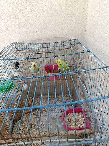 berde mal bazari 2019: Salam rainbow tutuqusular satilir qefesle birlikde 40 azn — 2