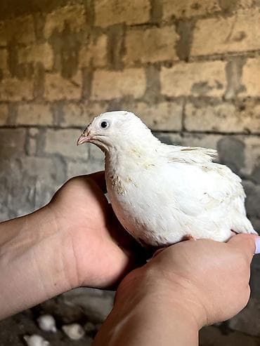 Kənd təsərrüfatı quşları: Məhsul: Bildircin və bildircin yumurtası - Cins: Ağ (tetra/texas — 6