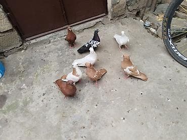 Satılır 8 quş gəncə 60 manata — 5