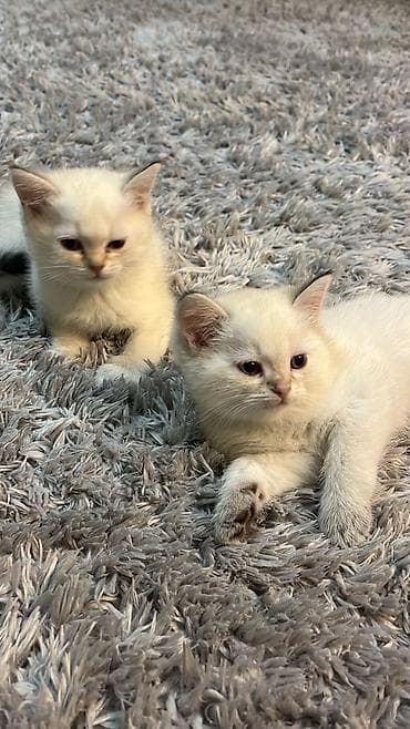 cins toyuqlar: Britan — 5