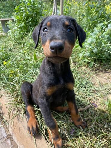 cane corso qiyməti: Doberman, 2 ay, Erkek, Sənədli, Rayonlara çatdırılma, Pulsuz çatdırılma, Ödənişli çatdırılma — 1