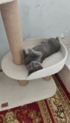 pişik sortlari: Britan, Dişi, Yaxşı əllərə, Ödənişli çatdırılma — 5