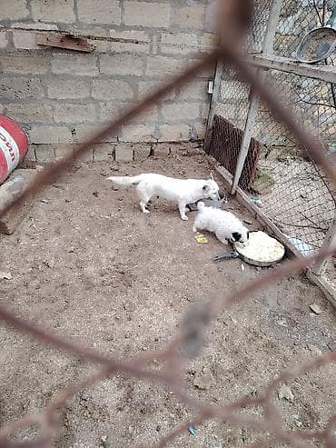 it satişi: Zvonok, 1 il, Dişi, Peyvəndli, Ünvandan götürmə — 4