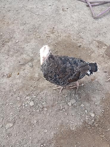 Məhsul: Hind quşları (2 ədəd) Təsvir: - Şəkillərdə olan 2 baş gənc