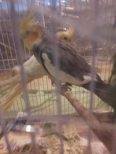 Gəmiricilər: 1cüt karella qəfəs yem və su qabilari yellənçək yuva qusdarda hazır — 10