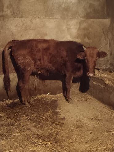 Digər heyvanlar: Dana, buzov — 1