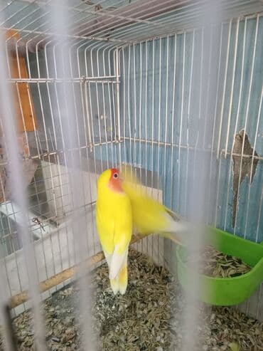 xaski itlerinin qiymeti: Cənnət quşları cütdülər tam sağlam şərait olmadığına görə satılır tək — 2