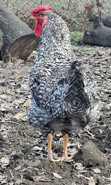 toyuga verilen adlar: Salam bir ədədi 25 manata mayın sonu iyunun əvvəli öz həyətimizdə — 2