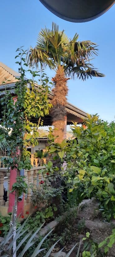 agac sekilleri: Palmalar satılır. Şəkildəkinin hündürlüyü 4 metr. Balacalari da var — 3