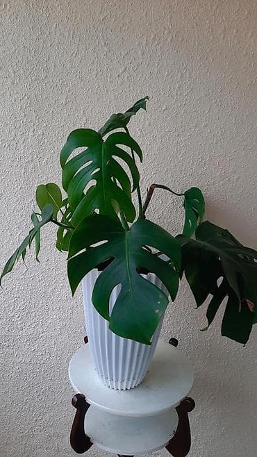 Monstera tebii saglam boyuyur icinde bir nece koku var artirmag olar — 2