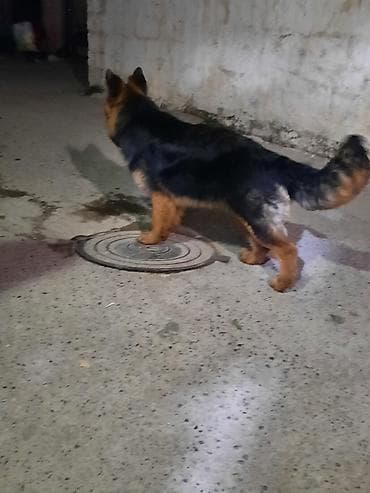 heyvan hekimi: Alman çoban iti, 6 ay, Dişi, Sənədli, Ünvandan götürmə — 6