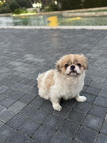 Pekines