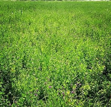 zabrat bir: 185 sot, Biznes üçün, Mülkiyyətçi, Kupça (Çıxarış) — 1