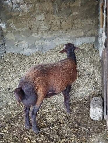 qurbanlıq qoyun: Erkək, il: 1, 40 kq, Ətlik, Ünvandan götürmə — 3