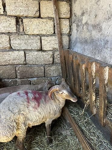 cixuaxua satilir: Qoyun sürüsü satılır - Növ: yerli qarışıq etlik və damazlıq tipli — 5