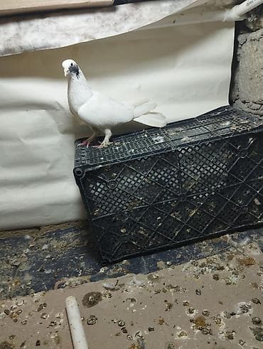 qus satisi: Qiymət Munasib Terkidirem Deyə satiram — 9