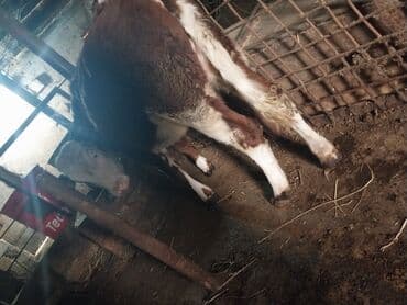 cins ineklerin satisi 2019: Dana, buzov, Dişi, ay: 8, Südlük — 1