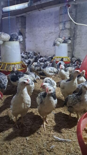 Gəmiricilər: Toyuq cücələri, Ətlik — 2