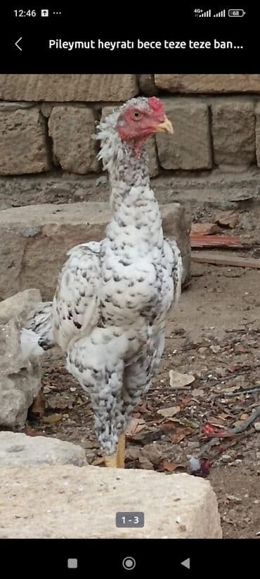 heyratı cucələri: Xoruz, Heyratı, il: 1, Ünvandan götürmə — 1