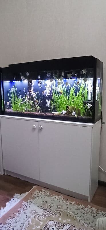 Gəmiricilər: Böyük həcmli akvarium komplekti - Şüşə akvarium: ön və yan tərəfləri — 1