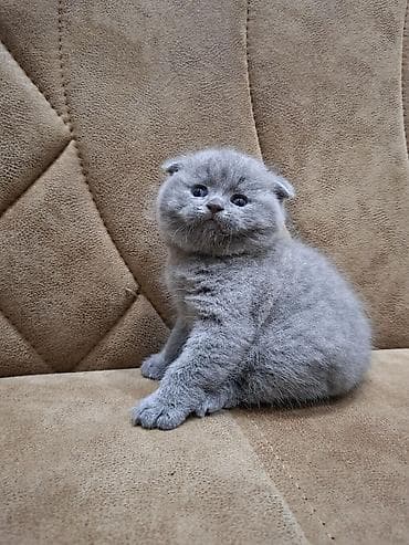 pisi: Şotland yastı qulaq, Erkək, Ünvandan götürmə — 2