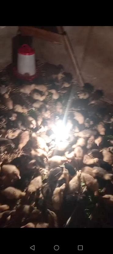 bildircin gence: Məhsul: Xırdabuynuzlu ördək balaları (paçaqlı cücələr deyil, ördək — 1