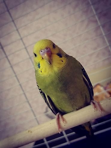 Heyvanlar üçün mallar: Bir dişi bir erkək quş. Qəfəs və yemlə birlikdə 50 azn. Sağlam — 4