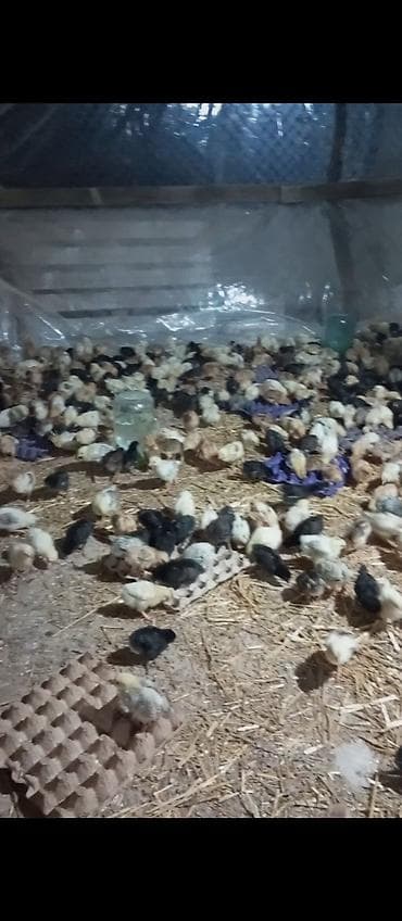 cücə alıram: Toyuq cücələri, Damazlıq — 2