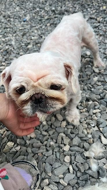 heyvan rezini: Pekines, 10 ay, Dişi — 1