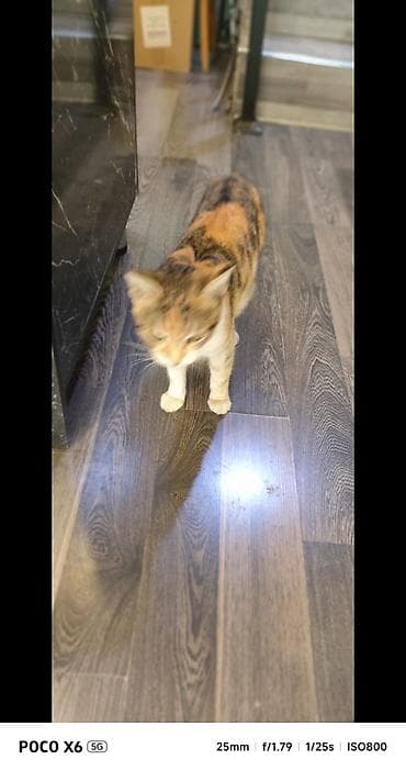 bala ordək: Tabbi, Yaxşı əllərə — 7