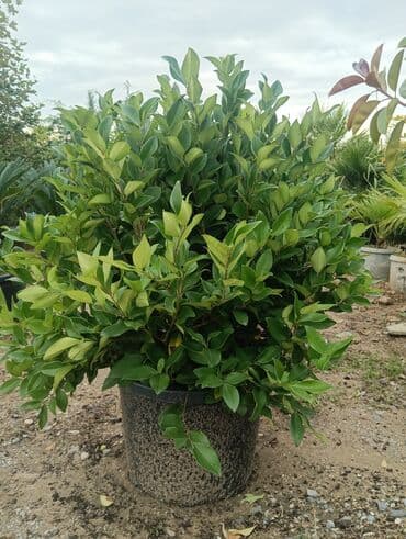 Gübrələr: Jasvelend — 1