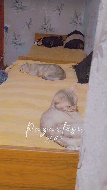 мейн кун купить в баку: Şinşilla, Erkək, Cütləşmə üçün, Ödənişli çatdırılma — 2