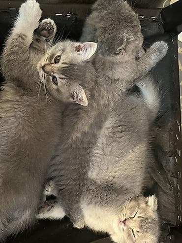 Skottish Fold və Britan qarışığı boz balaca pişiklər - Rəng: açıq və