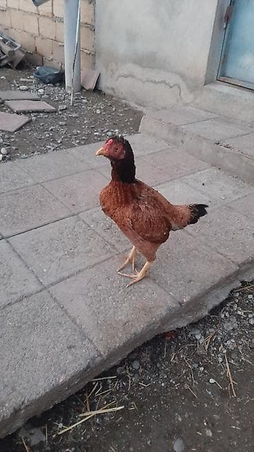 toyug fermasi: Toyuq, Yumurtalıq, Ödənişli çatdırılma — 2