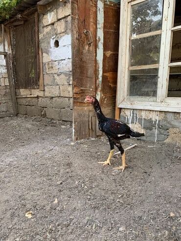 heyratı barter: Xoruz, Heyratı, il: <1 — 2