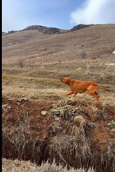 iran quslari: 2 il, Dişi, Peyvəndli, Ödənişli çatdırılma — 3