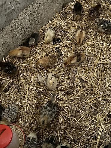 kent colpası: Toyuq cücələri, Damazlıq — 5