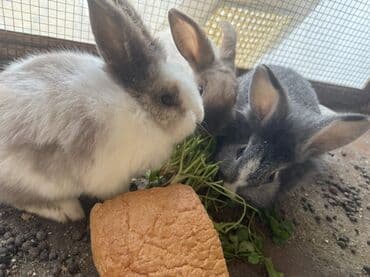 Гуси: Dekorativ dovşanlar Cins dovsanlardi 1 ededi 10 azn 7 ededdir hamsini — 1